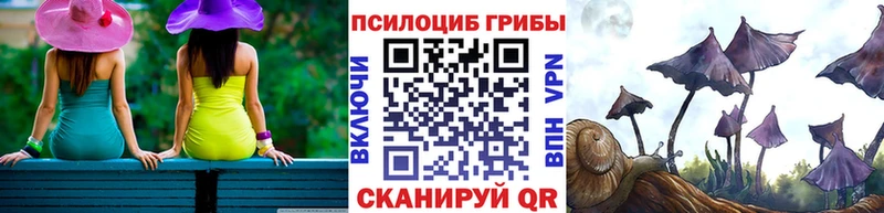 сколько стоит  Костерёво  Псилоцибиновые грибы Psilocybe 